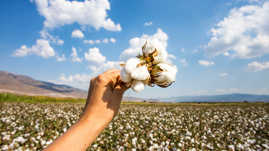 Hand holding organic cotton against a vast cotton field under a bright blue sky.